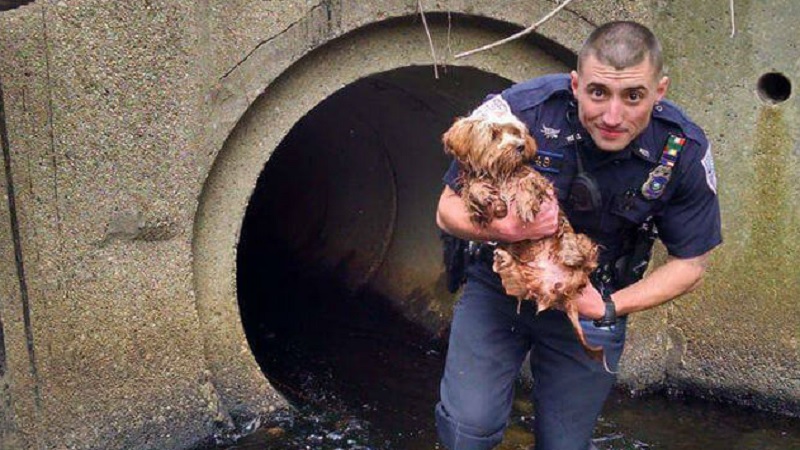 Tunnel Puppy