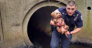 Tunnel Puppy