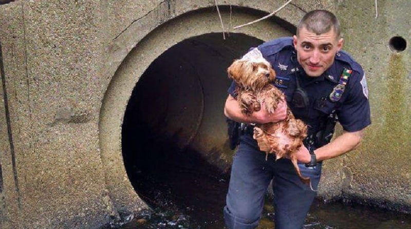 Tunnel Puppy