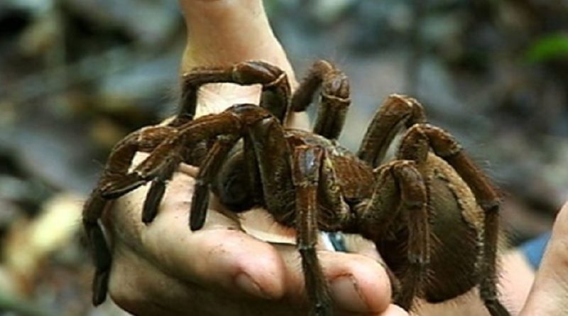 Tarantula Goliath