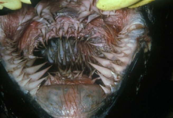  Creature’s Mouth Nightmare