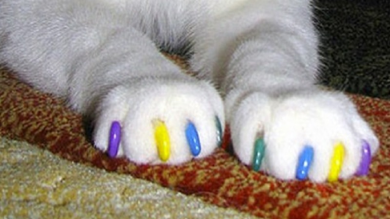 Cat Nails