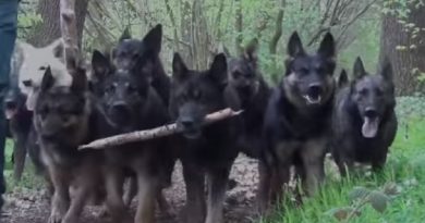 German Shepherds Pack