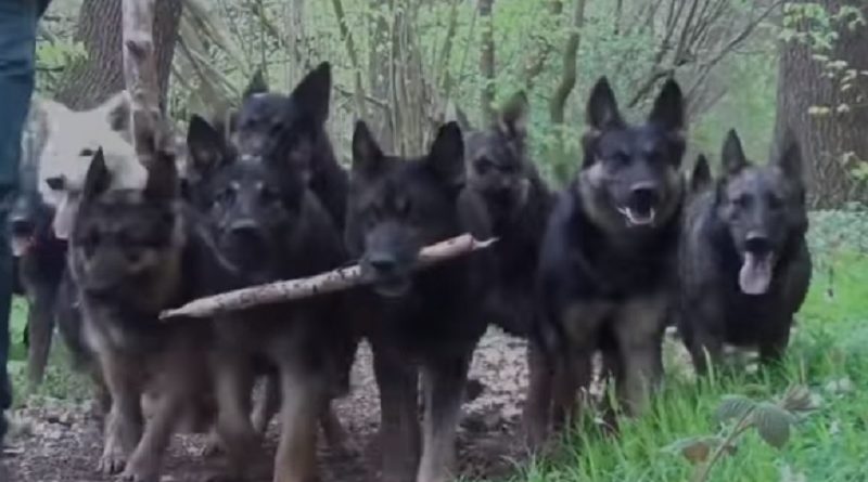 German Shepherds Pack