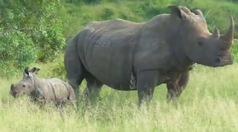 Africa Rhino Baby