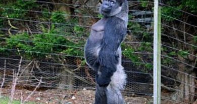 Normal Gorilla