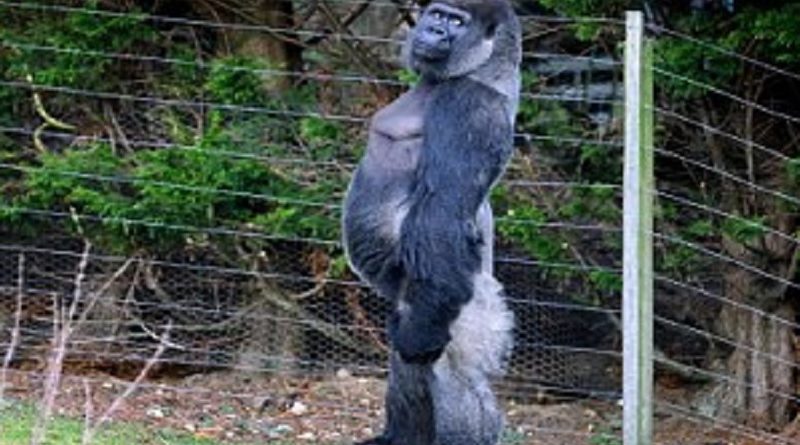 Normal Gorilla