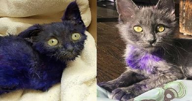 Purple Kitten