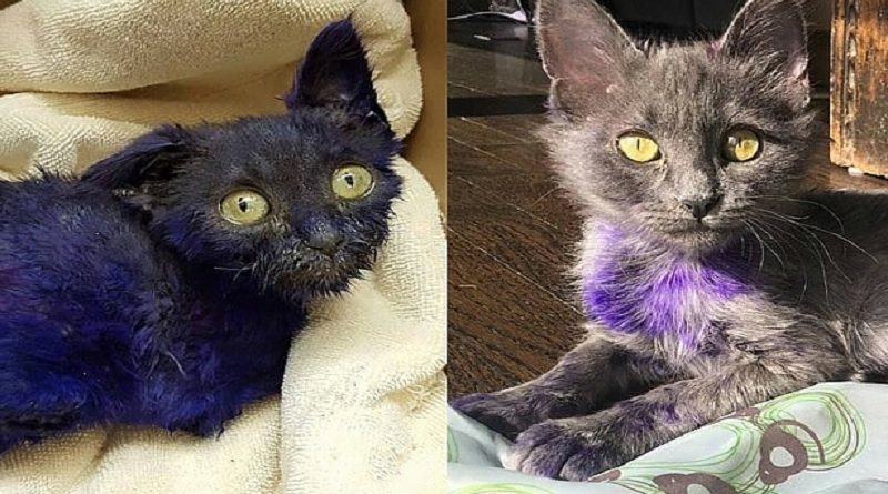 Purple Kitten