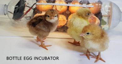 Egg Incubator