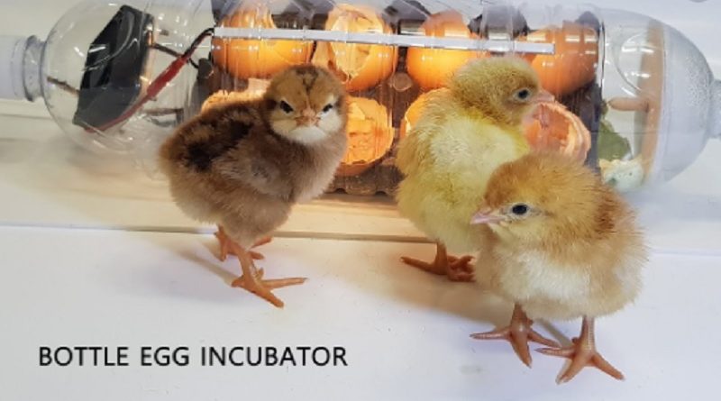 Egg Incubator