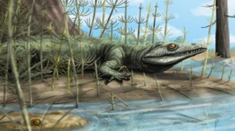 Reptile Fossil