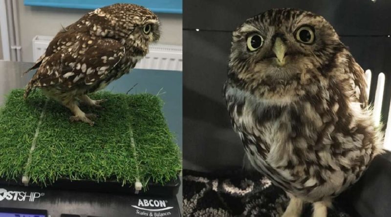 Owl Rescued Fat