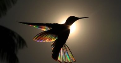 Sunlight Hummingbird’s