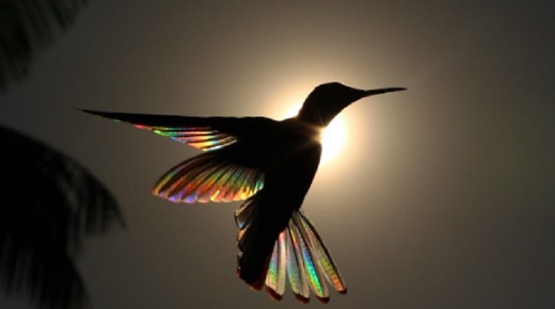 Sunlight Hummingbird’s