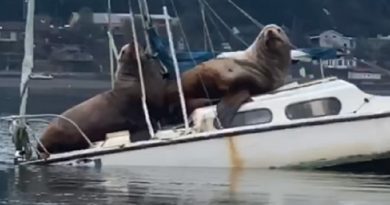 Sea Lions Boat