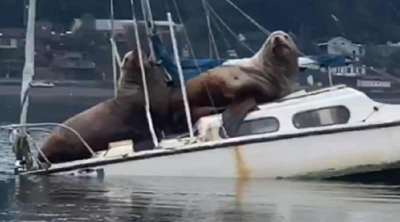 Sea Lions Boat