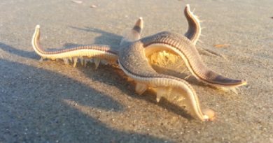 Starfish Walking