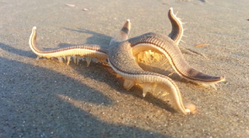 Starfish Walking