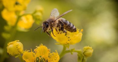 Bumblebees