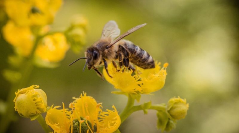 Bumblebees