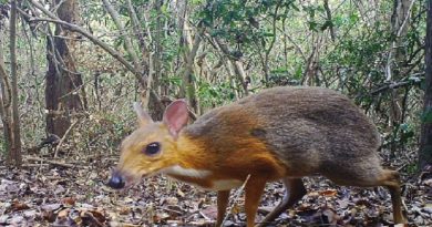 Vietnamese Mouse