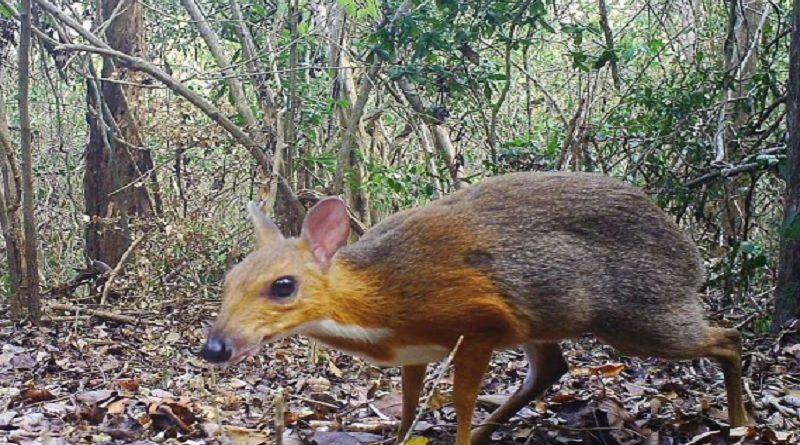 Vietnamese Mouse