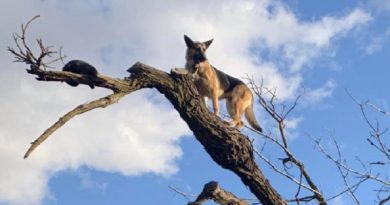 Shepherd Stuck Tree