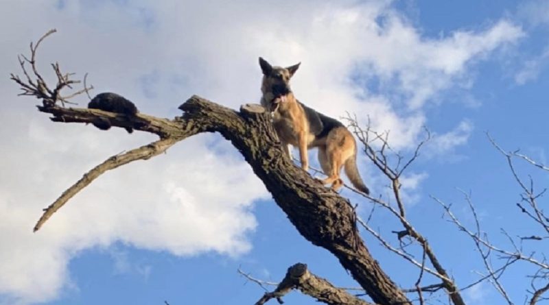 Shepherd Stuck Tree