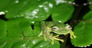 Frogs Bolivian