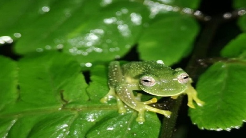 Rare Glass Frogs Seen In The Bolivian Andes For First Time In 18 Years