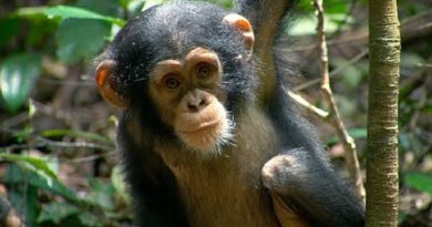 Orphaned Chimps