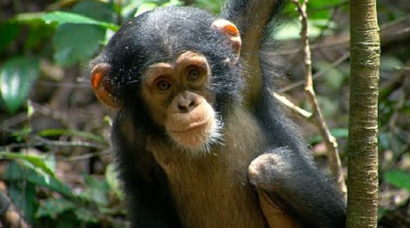 Orphaned Chimps