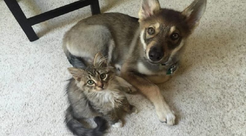 Husky Kitten