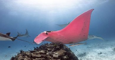 Pink Manta