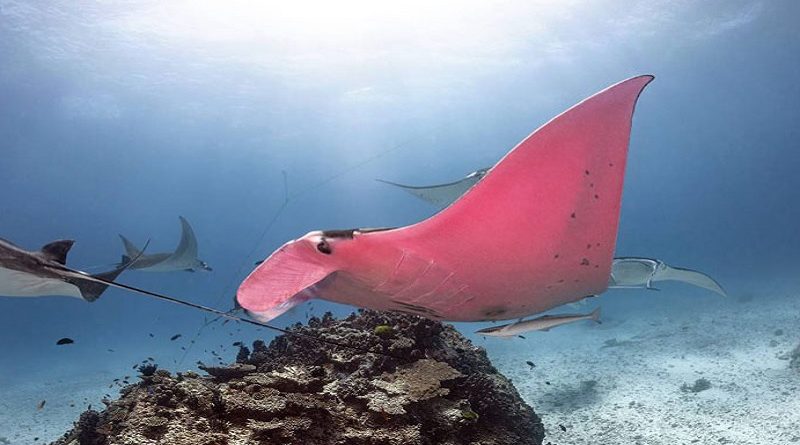 Pink Manta