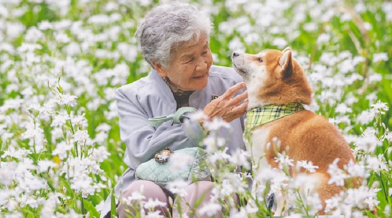 Grandma Shiba