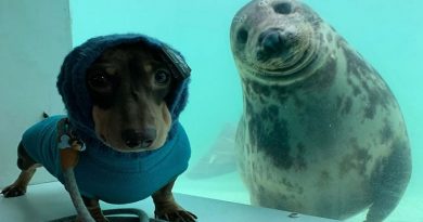 Dachshund Seal