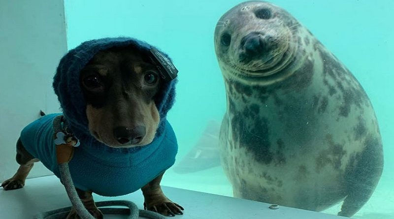 Dachshund Seal