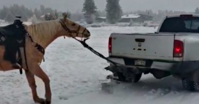 Horse Truck