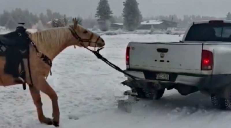 Horse Truck