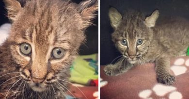 Kitten Bobcat