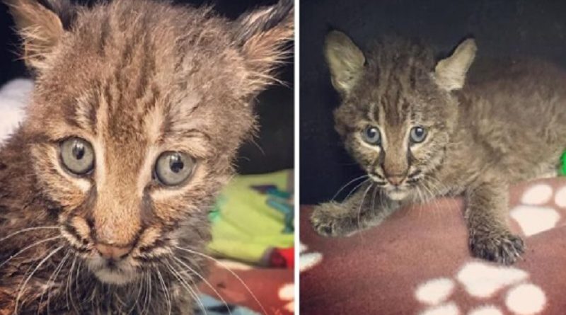 Kitten Bobcat