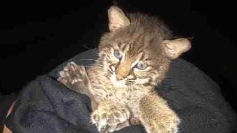 Kitten Bobcat