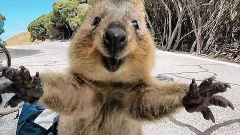 Quokkas 