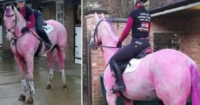 Horse PINK