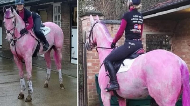 Horse PINK