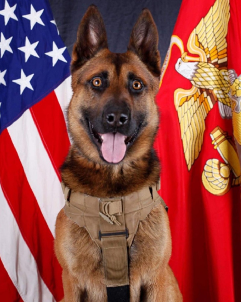 4 Retired US Military Dogs Are About To Get The Highest Honor - K-9 ...