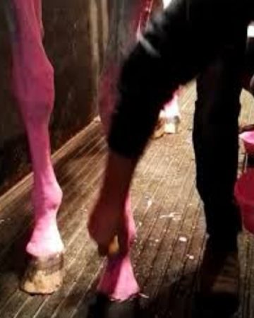 Horse PINK