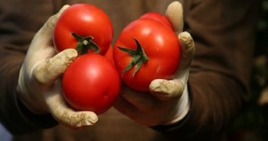 Tomatoes Amazing